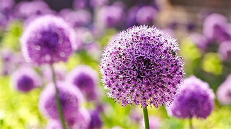 Ilustrácia rôznych druhov okrasných cesnakov s rôznymi farbami a veľkosťami kvetov