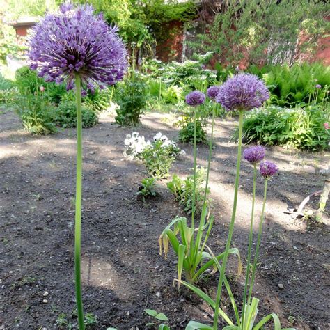 Fotografie rôznych druhov okrasných cesnakov: Allium giganteum, Allium aflatunense, Allium moly