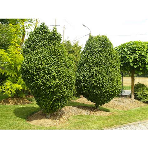 Detailná schéma hustej stĺpovitej koruny kultivaru Carpinus betulus 'Columnaris Nana' v záhradnom priestore