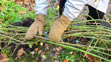 Thematic photo of climbing roses prepared for winter, possibly wrapped in burlap or tied