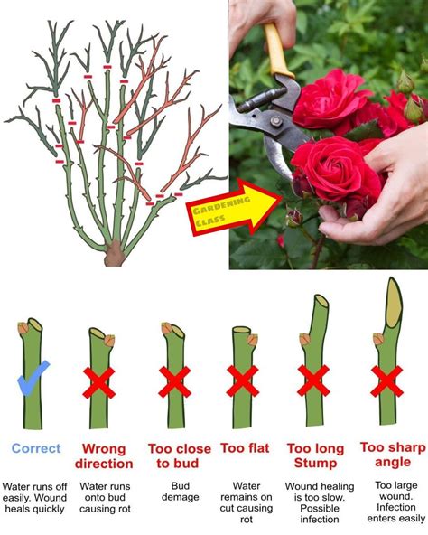 Infographic showing how to prune climbing roses - light trim, removal of dead/diseased wood