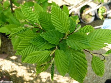 Zrelý Hrab obyčajný (Carpinus betulus) ako mohutný strom