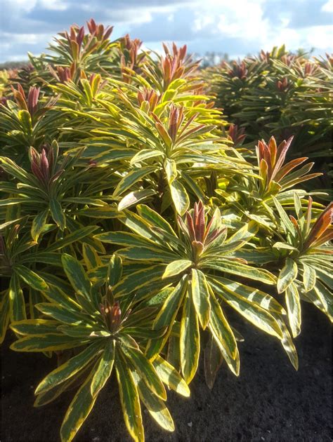 farebné listy Euphorbia 'Ascot Rainbow' v rôznych ročných obdobiach