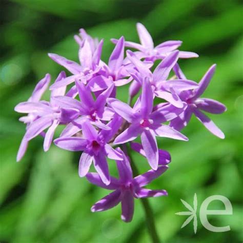 rastlina Tulbaghia violacea s listami a kvetmi