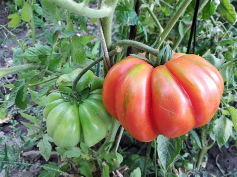 Ilustrácia rastliny paradajky s detailom listov a plodov.