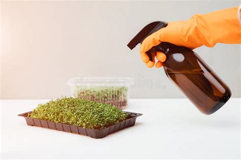 Detailný záber ostrých nožníc strihajúcich microgreens nad substrátom