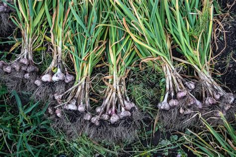 Fotografia hlavičky a strúčikov slonieho cesnaku v porovnaní s klasickým cesnakom