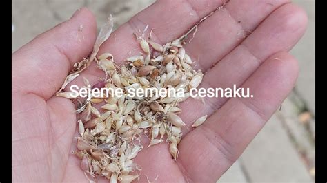 Schéma sadenia slonieho cesnaku s vyznačenou hĺbkou a rozostupmi