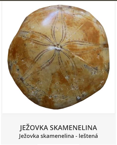 Skamenelina v kameni