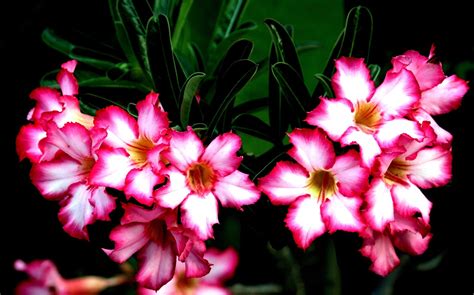Detailný záber kvitnúceho Adenium Obesum