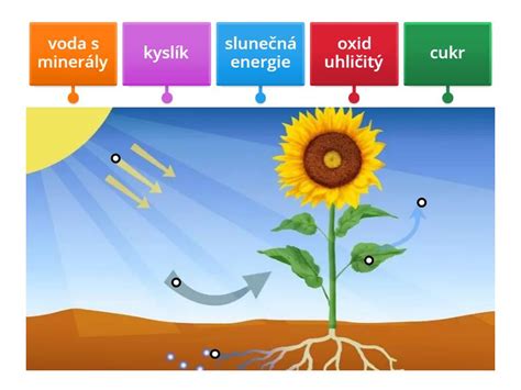 Schéma fotosyntézy a príjmu živín akváriových rastlín