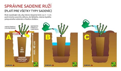 Infografika: Ideálne podmienky pre pestovanie ruží (slnko, pôda, pH, susedstvo)