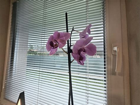 Tematické foto rozkvitnutej orchidey v domácom prostredí