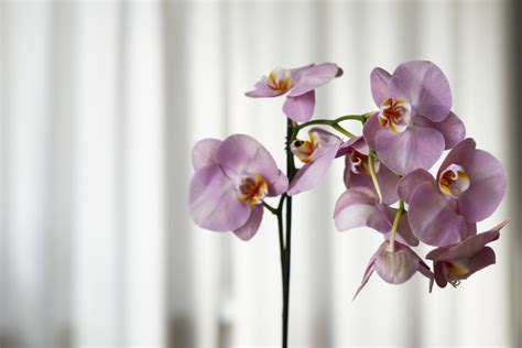 Porovnávacia infografika monopodiálneho a sympodiálneho rastu orchideí