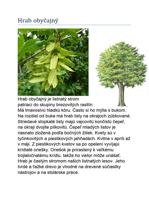 Hrab obyčajný - charakteristika stromu