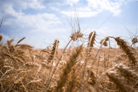 Detailné makro fotografie vypraného lepku z pšenice