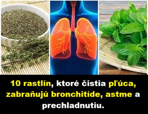 Infografika zobrazujúca proces sušenia liečivých bylín v tieni na lieskach