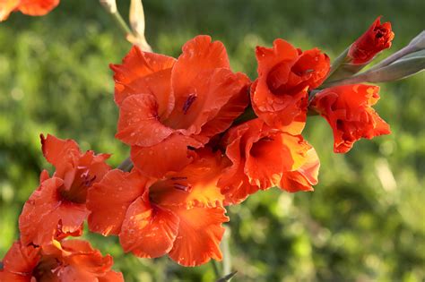 štrruktúra pôdy pre pestovanie gladiol