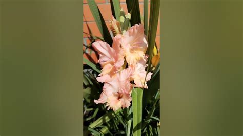 rast gladiol na slnečnom záhone