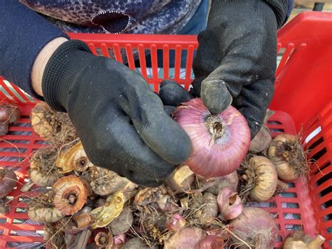 hľuzy gladiol pripravené na skladovanie