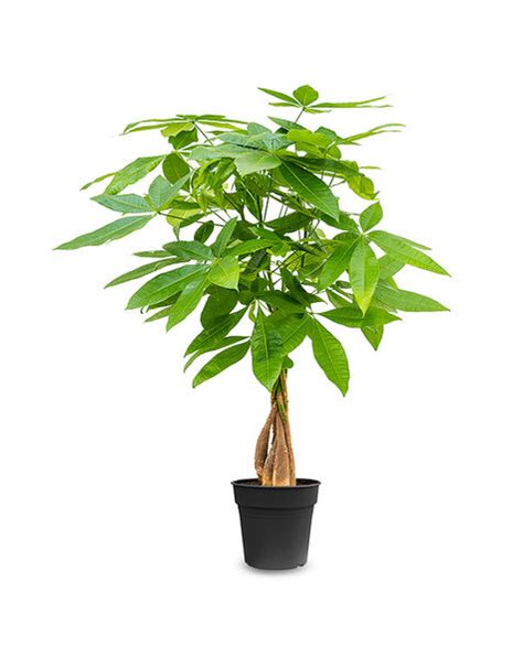 Ilustrácia rastliny Pachira aquatica s charakteristickým pleteným kmeňom.