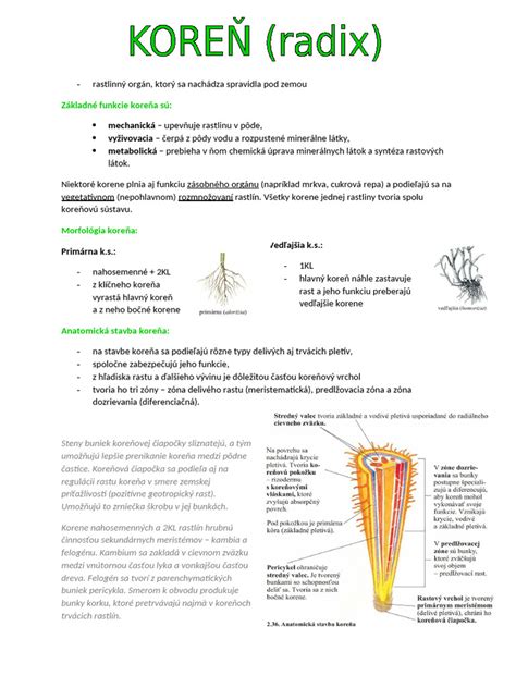 Schéma botanickej stavby maku siateho: kolovitý koreň, stonka s mliečnicami, listy, kvety a rôzne typy toboliek (makovíc).