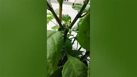 Detailný záber na zrelý plod Carolina Reaper s charakteristickou zvrásnenou pokožkou a škorpióním chvostíkom