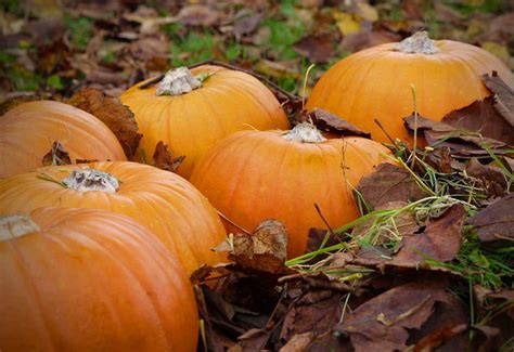 Zrelé tekvice Hokkaido pripravené na zber