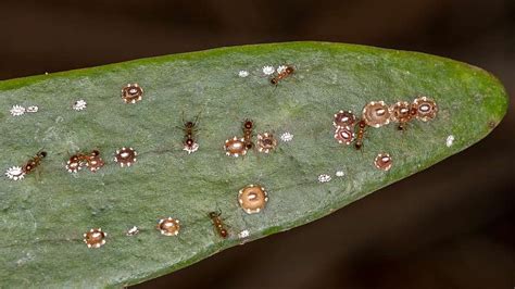 Puklice na listoch dracény
