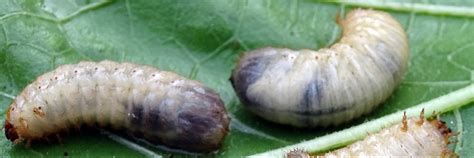 Larva smútivky v pôde