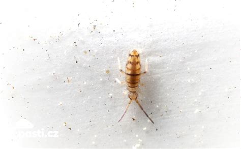 Chvostoskoky na pôde