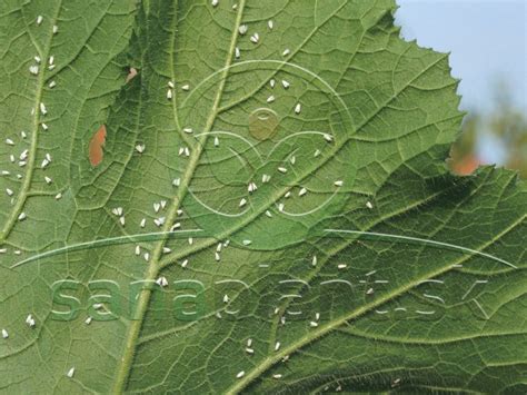 Strapky na liste rastliny