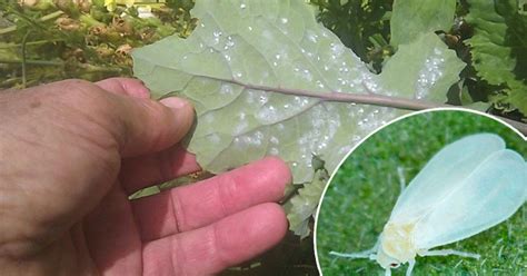 Molice na spodnej strane listu