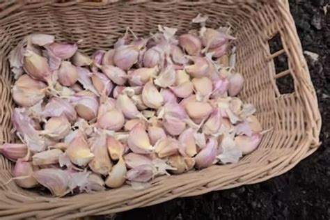 Poškodený strúčik cesnaku rozkladom voskovitých látok oproti zdravému