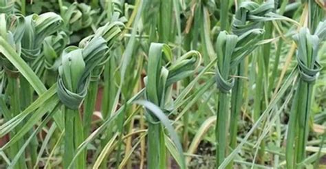 Sadzovitosť cesnaku viditeľná na stonke