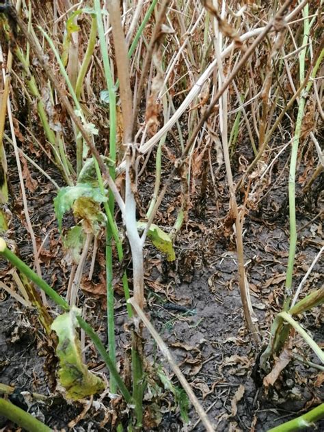 Biela hniloba na hlávke cesnaku s viditeľnými bielymi vláknami