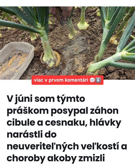 Záhon cesnaku s vysadenými aksamietnicami pre odpudzovanie škodcov