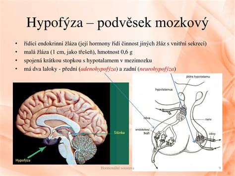 Priečny rez hypofýzou s vyznačenými lalokmi (adenohypofýza a neurohypofýza)