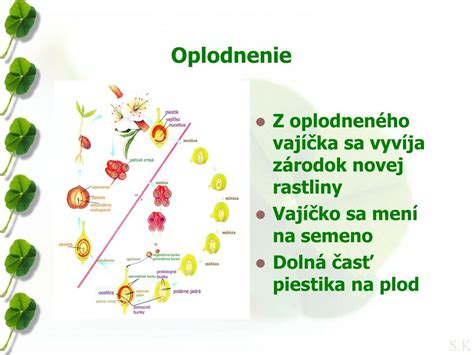 Schéma procesu opeľovania: prenos peľu z tyčinky na bliznu piestika pomocou hmyzu a vetra