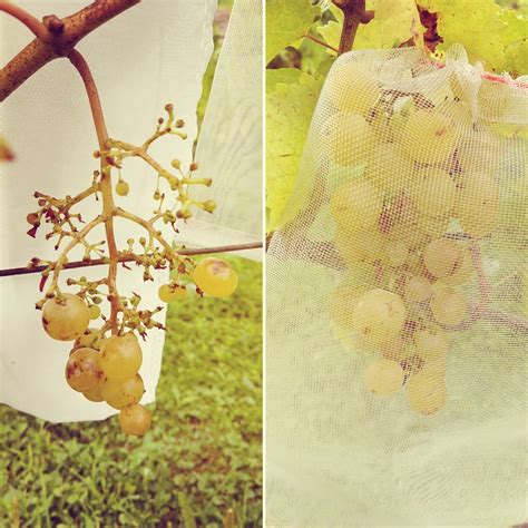 Schéma ochrany vinice: rozmiestnenie pascí a použitie ochranných vreciek na strapce hrozna