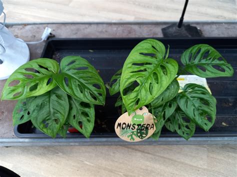 Tabuľka porovnania druhov: Monstera deliciosa, M. adansonii, M. obliqua a M. variegata