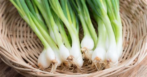 Ilustračná fotografia jarnej cibuľky s čerstvými listami a bielym koreňovým koncom