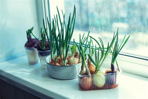 Ilustrácia pestovania jarnej cibuľky vo vode a v pôde