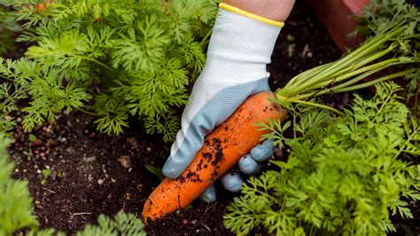 Fotografia Nemeckej kopy s bohatou úrodou zeleniny