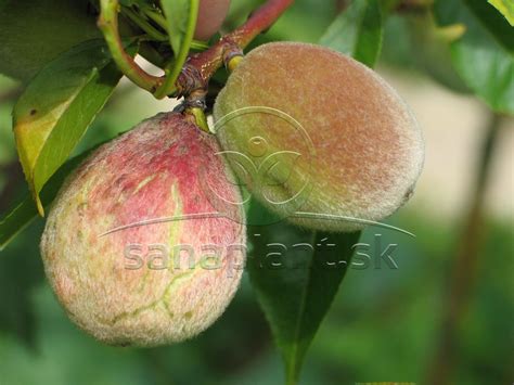 Porovnanie zdravého listu broskyne a listu napadnutého kučeravosťou