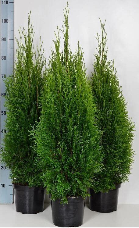 Detailné porovnanie šišiek a ihličia tuje a cyprusov