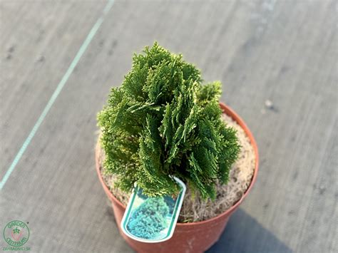 Ilustrácia správnej štruktúry pôdy pre cypruštek