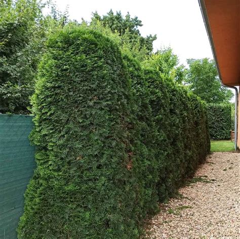 Ilustrácia správneho tvarovania živého plota z cypruštekov