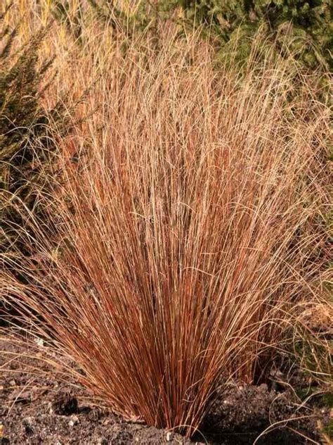 foto ostrice Buchananovej (Carex buchananii) s hnedočervenými listami