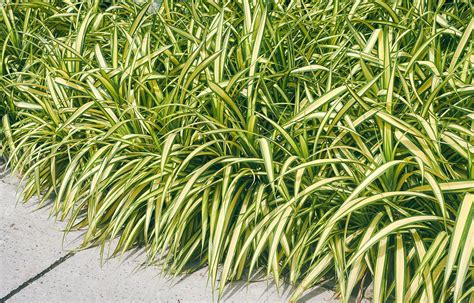 foto ostrice japonskej (Carex morrowii) kultivar 'Vanilla Ice'